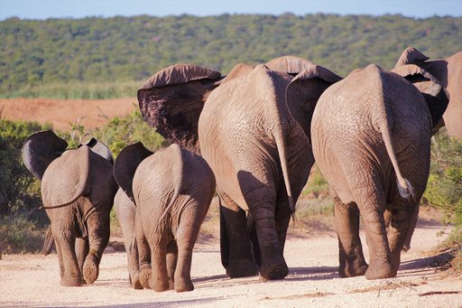 addo national park