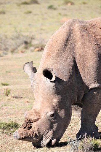 neushoorn 