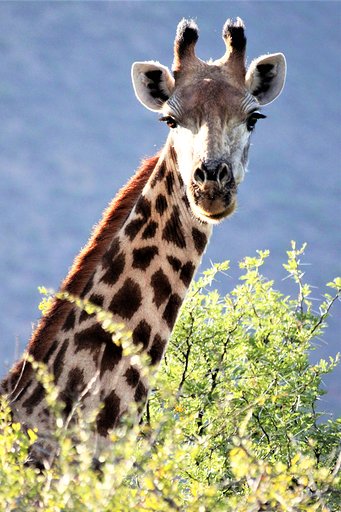 giraffe