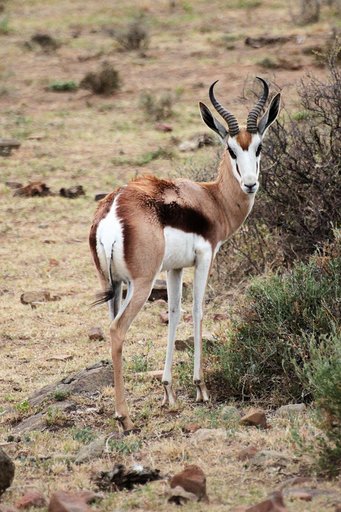 springbok
