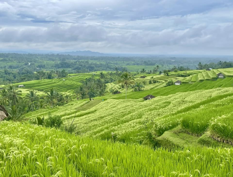 rijstvelden Bali