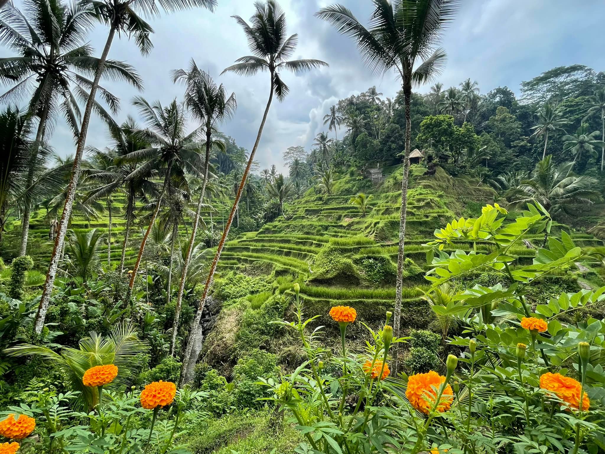Rijstvelden Bali