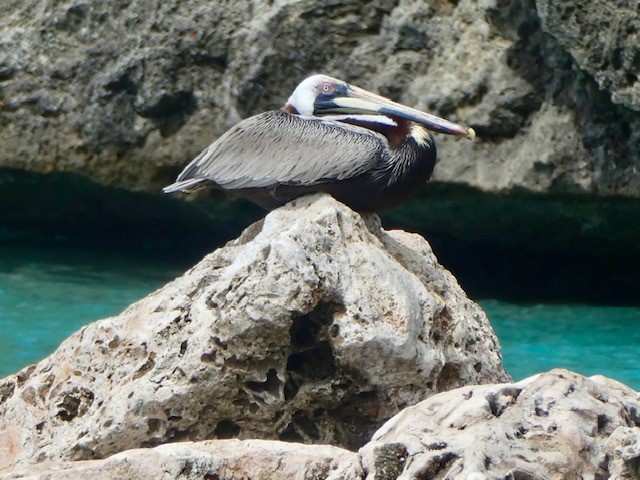 Pelikaan curaçao 