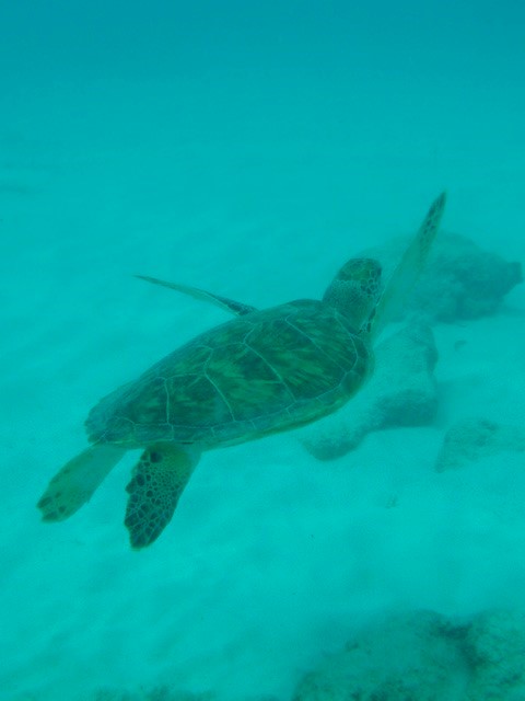 Schildpad Curaçao 