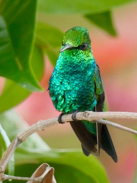 Curaçao 