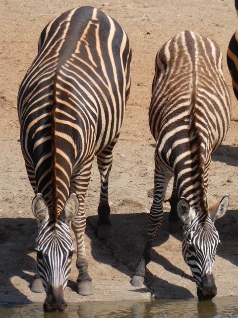 Kenia safari lodge