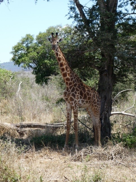 Kenia Safari