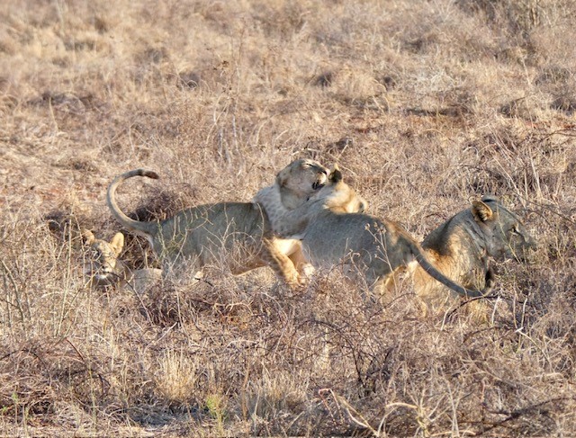 Kenia safari