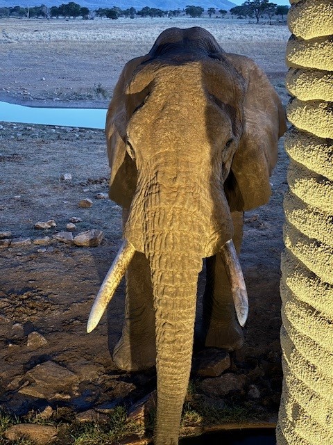 lodge kenia olifant
