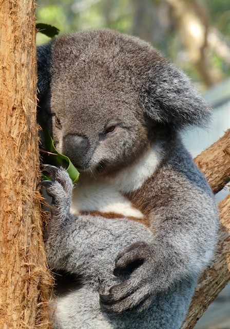 Koala