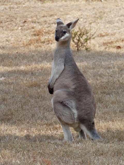 skippy