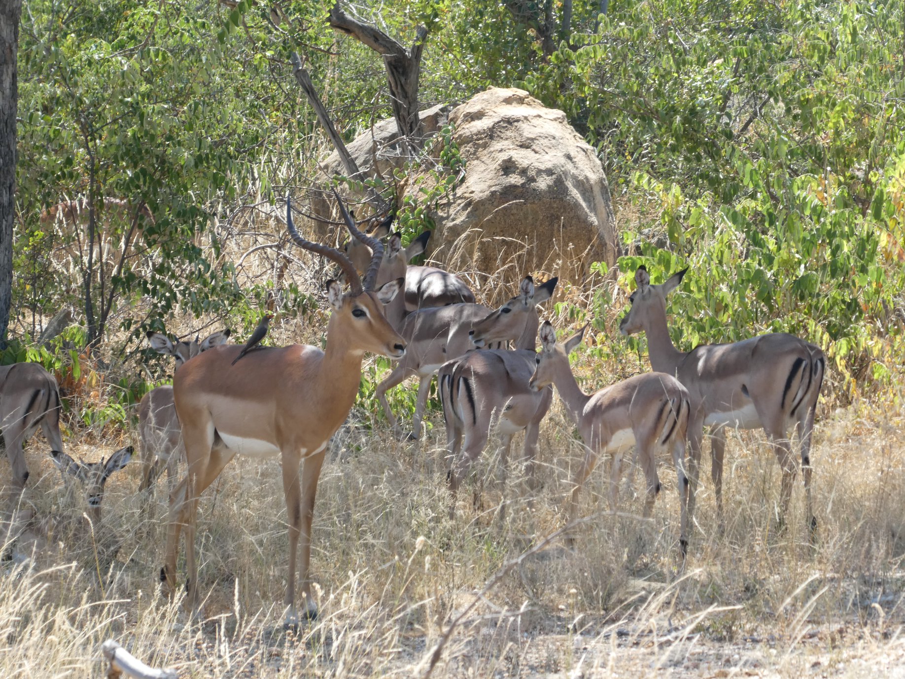 Impala