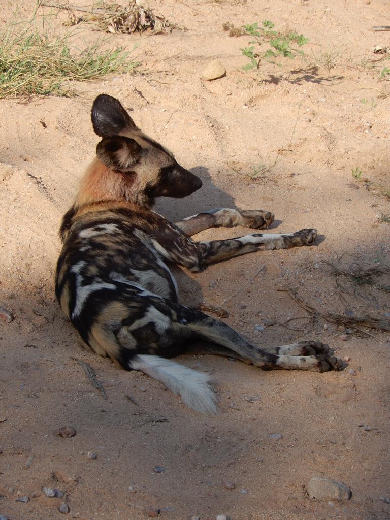 wilde hond