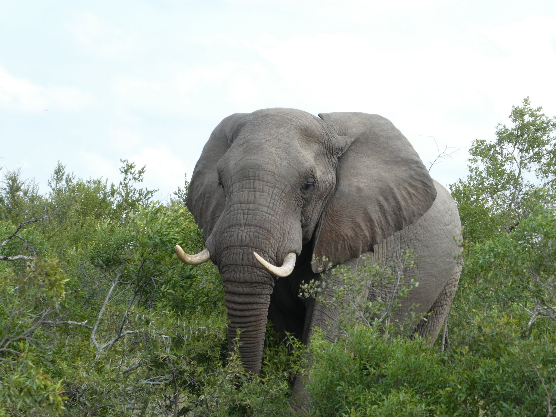 olifant ZA