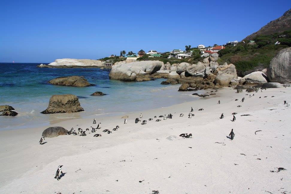 Pinguïn boulders beach 
