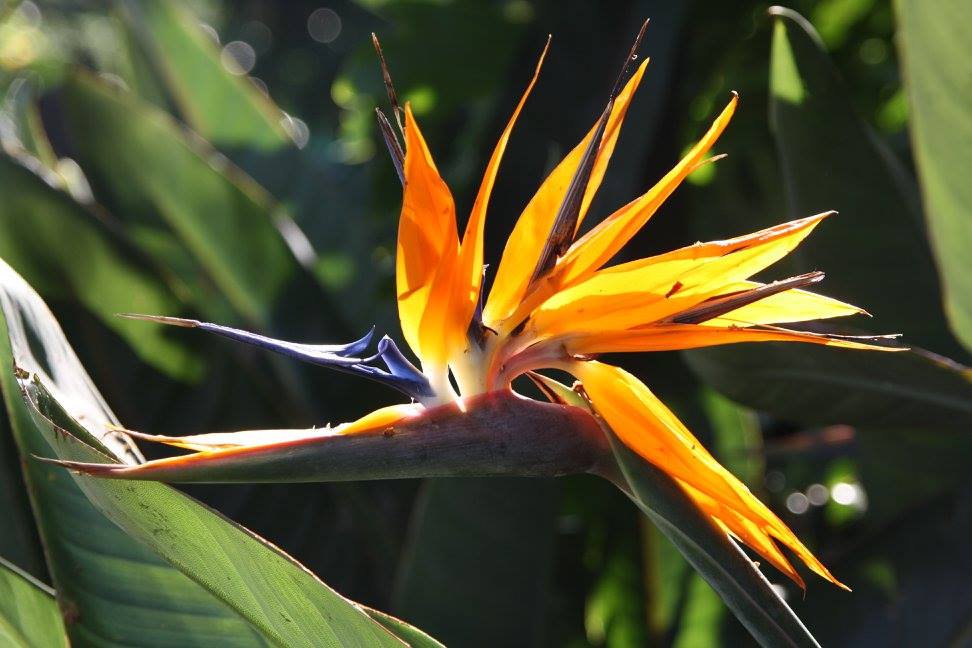 Bloemen Zuid Afrika