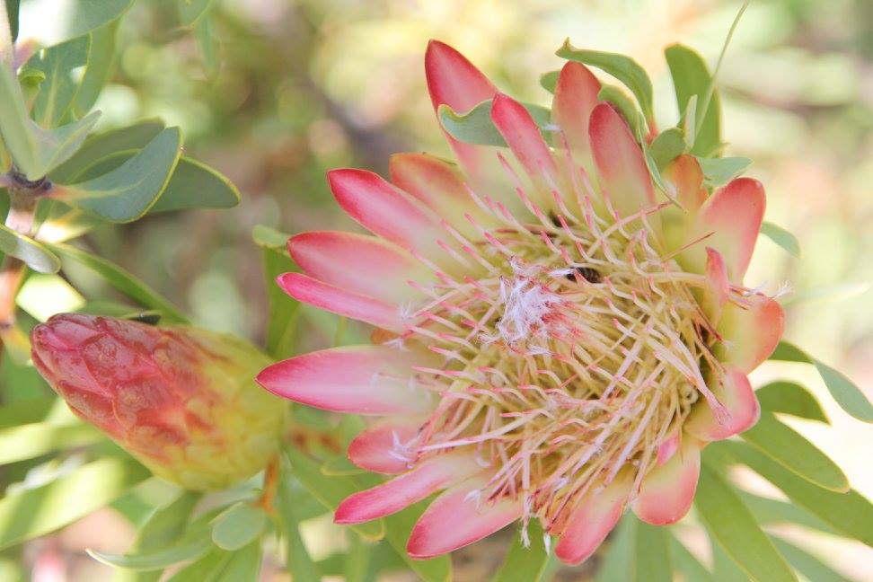 Bloemen Zuid Afrika